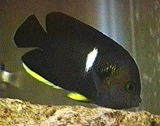 Nøglehul Dværgkejserfisk (Centropyge tibicen)